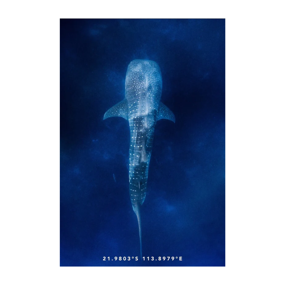 Destination Label Tea Towel Whaleshark | Merchants Homewares