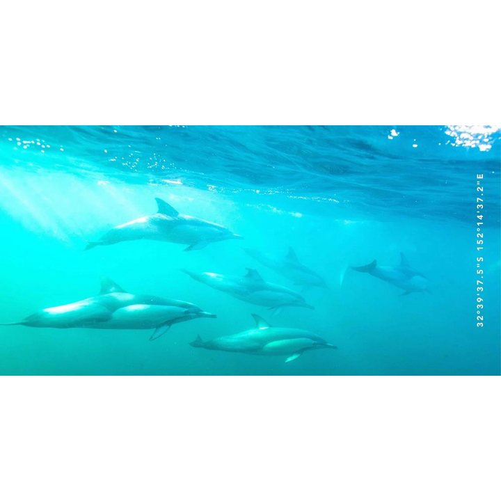 Destination Label Destination Towels Dolphin Play | Merchants Homewares