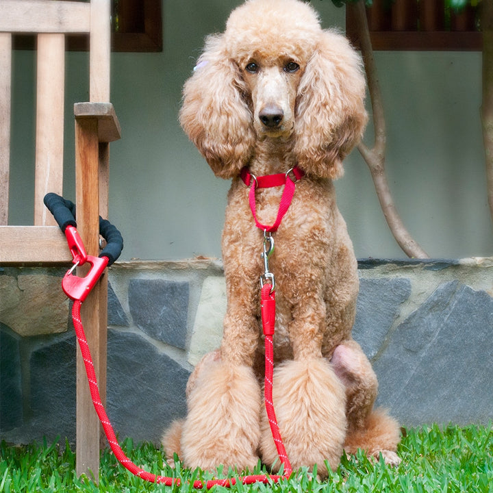 Annabel Trends Hot Dog Snap & Stay Dog Leash Red Lifestyle | Merchants Homewares