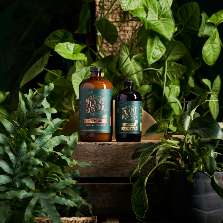 Plant Runner Neem Oil Leaf Shine | Merchant Homewares