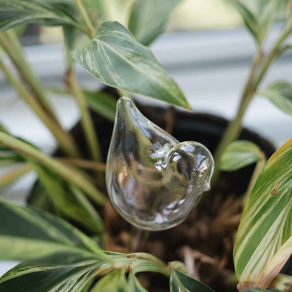 annabel trends merchant homewares plant water bubble bird