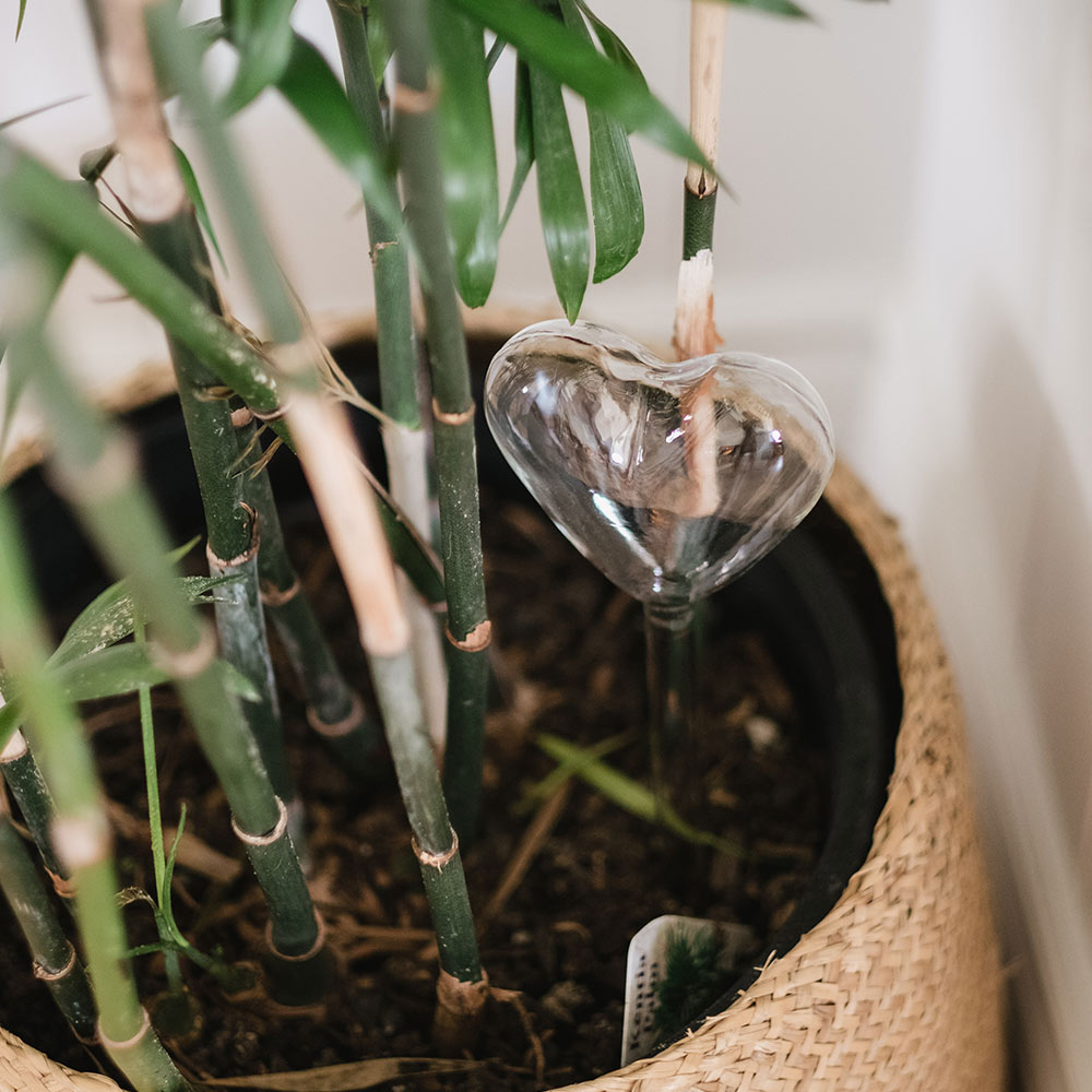 annabel trends merchant homewares plant water bubble heart