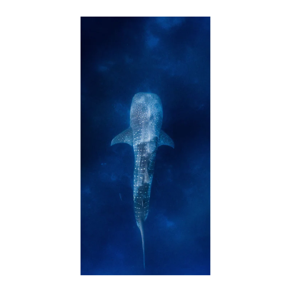 Destination Towels | Whale Shark