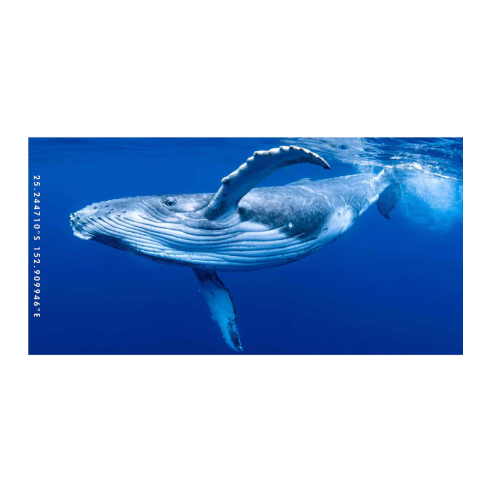 Destination Label Destination Towels Whale Wave | Merchants Homewares