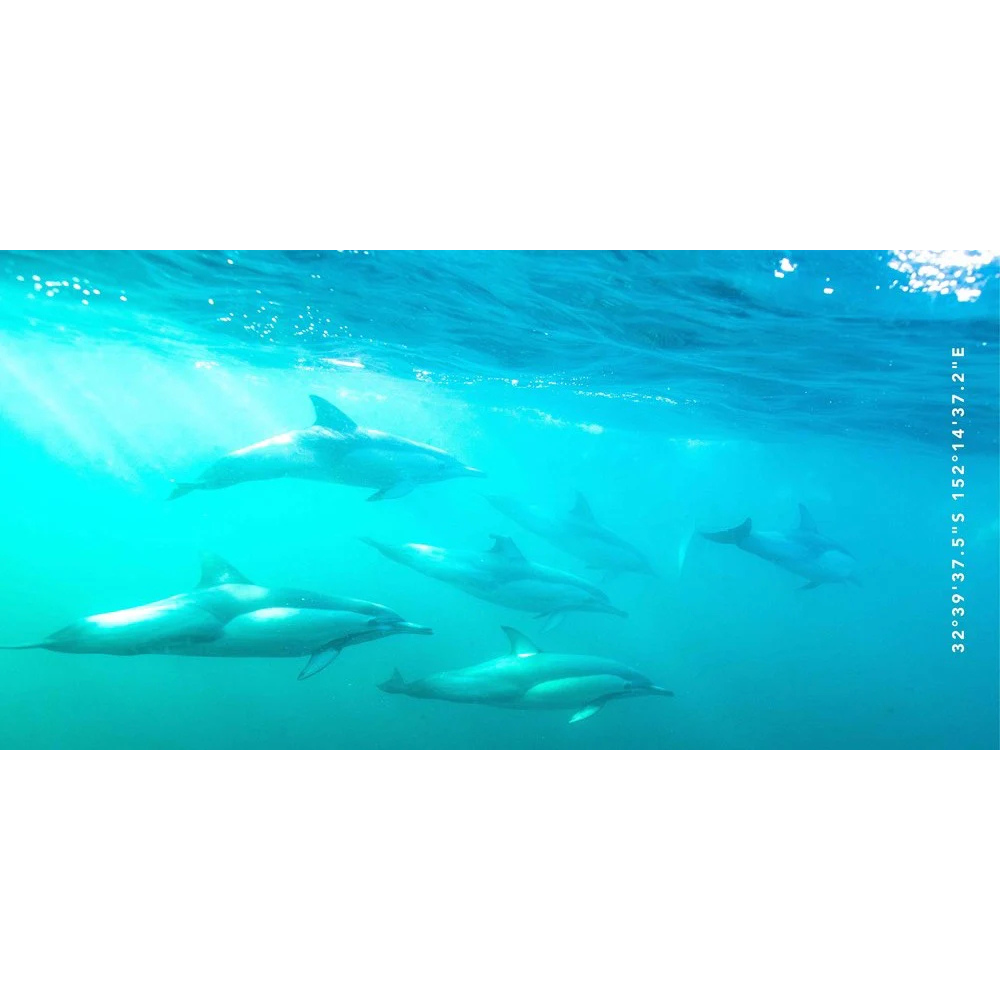 Destination Label Destination Towels Dolphin Play | Merchants Homewares