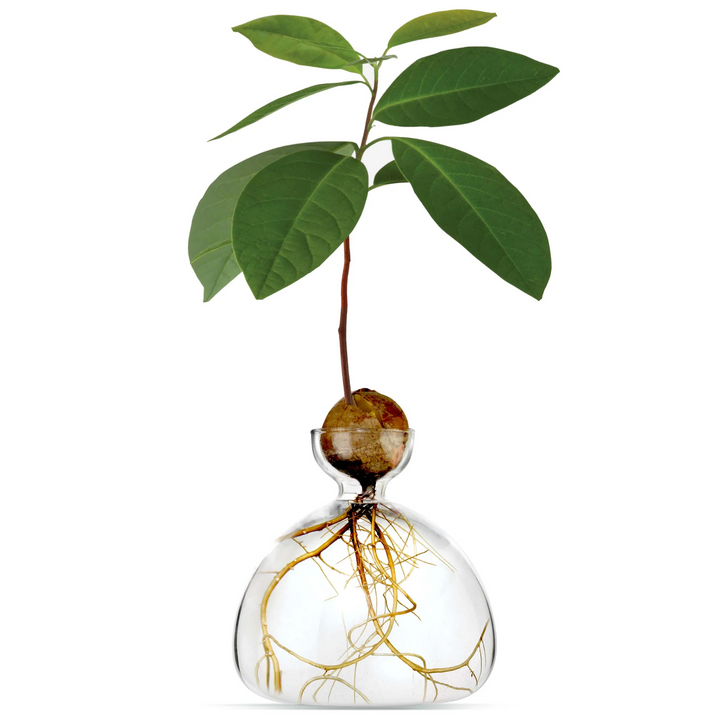 Ilex Studio Avocado Vase Clear Lifestyle | Merchants Homewares