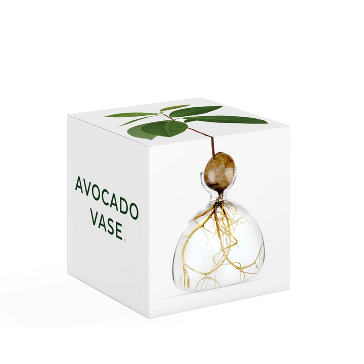 Ilex Studio Avocado Vase Clear | Merchants Homewares