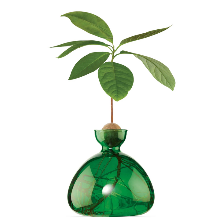 Ilex Studio Avocado Vase Emerald Green Lifestyle | Merchants Homewares