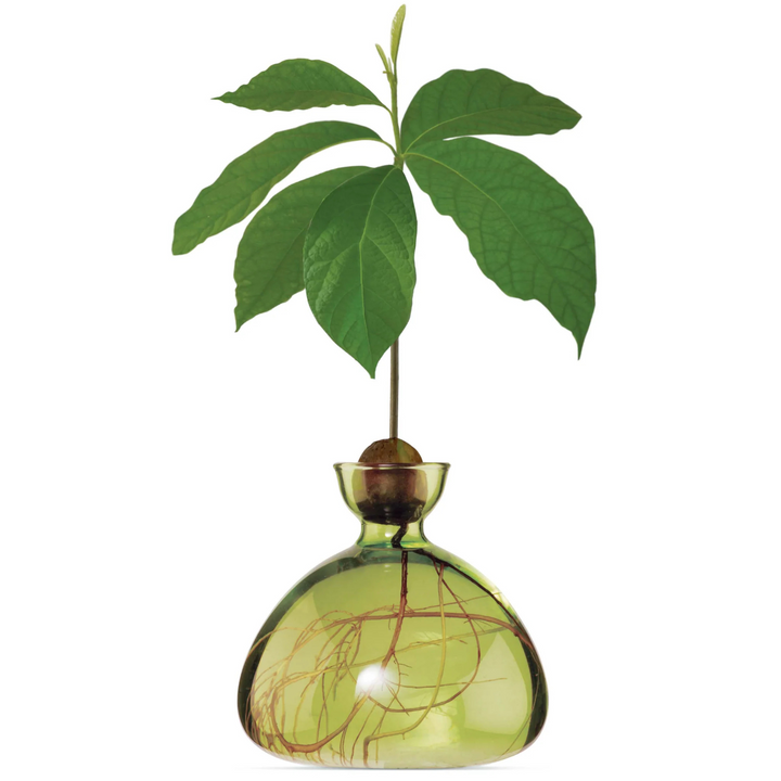 Ilex Studio Avocado Vase Grass Green Lifestyle | Merchants Homewares