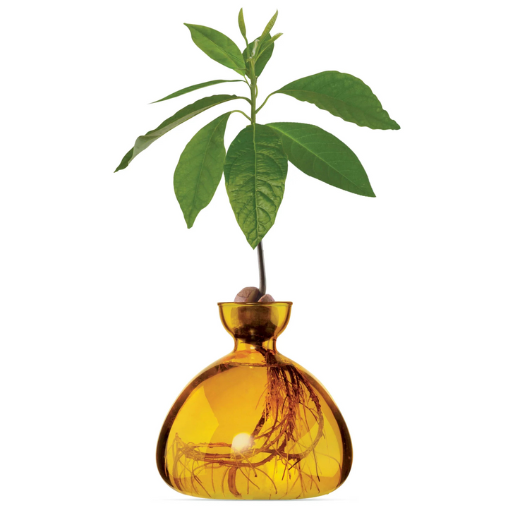 Ilex Studio Avocado Vase Mellow Yellow Lifestyle | Merchants Homewares