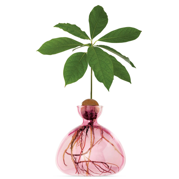Ilex Studio Avocado Vase Rose Pink Lifestyle | Merchants Homewares