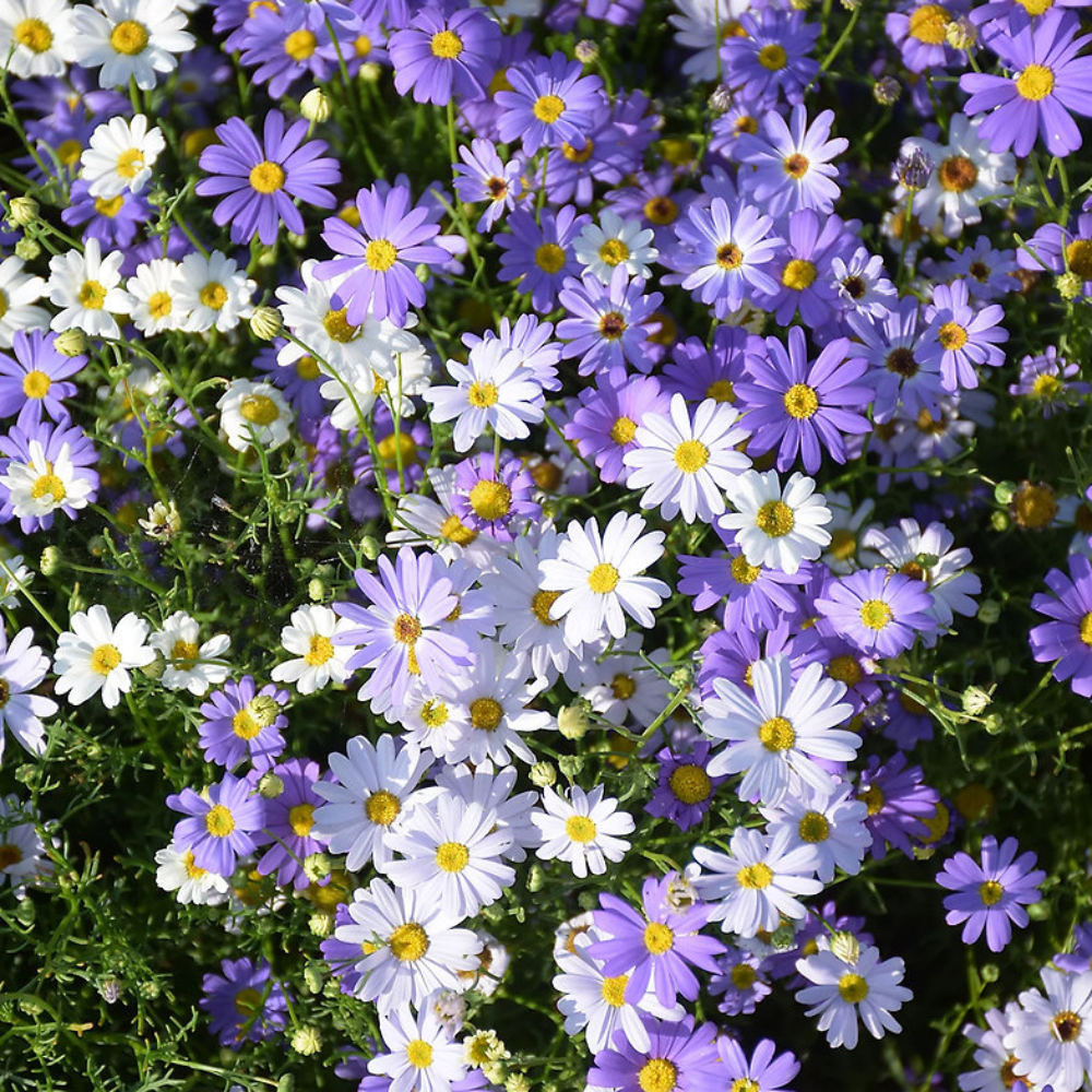 Urban Greens Co Grow Kit Swan River Daisies Lifestyle | Merchants Homewares