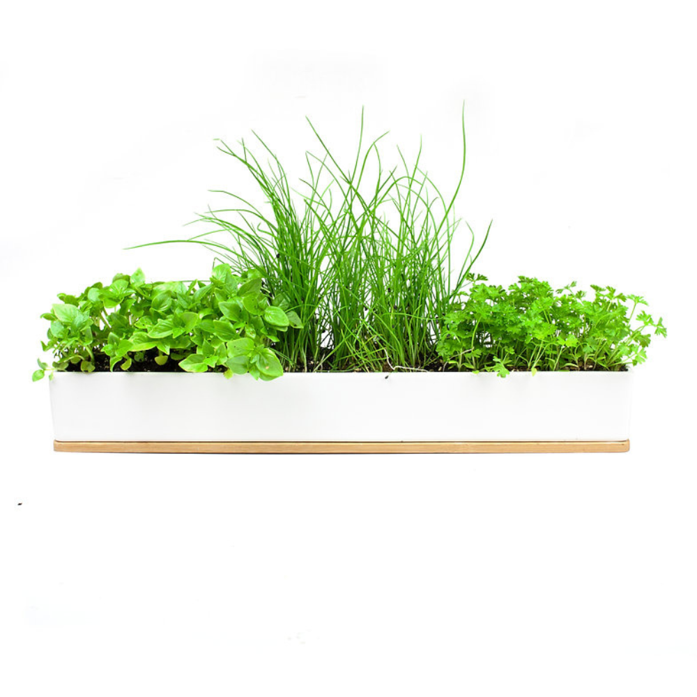 Urban Greens Co Windowsill Grow Kit Micro Herbs Lifestyle | Merchants Homewares