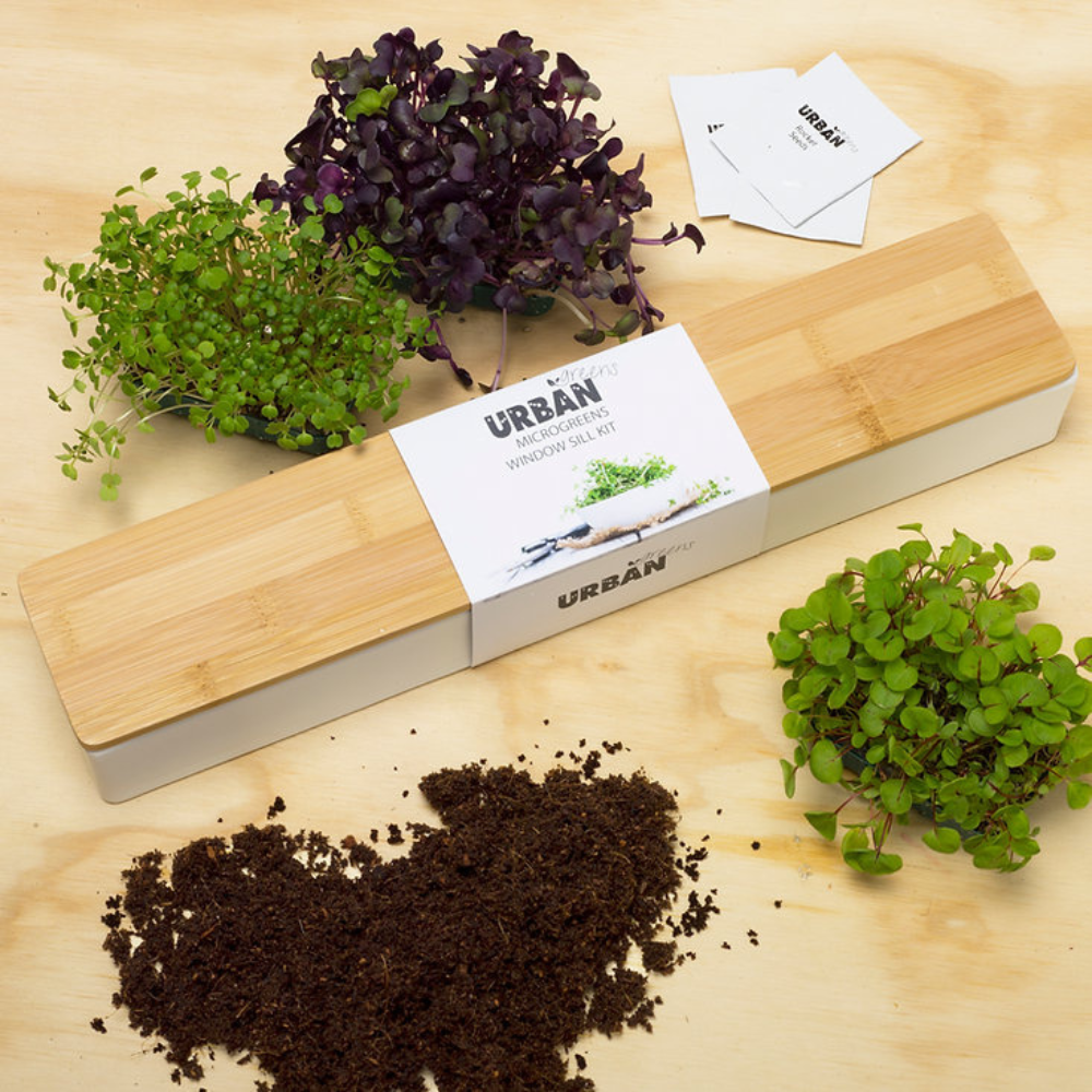 Urban Greens Co Windowsill Grow Kit Microgreens Lifestyle | Merchants Homewares