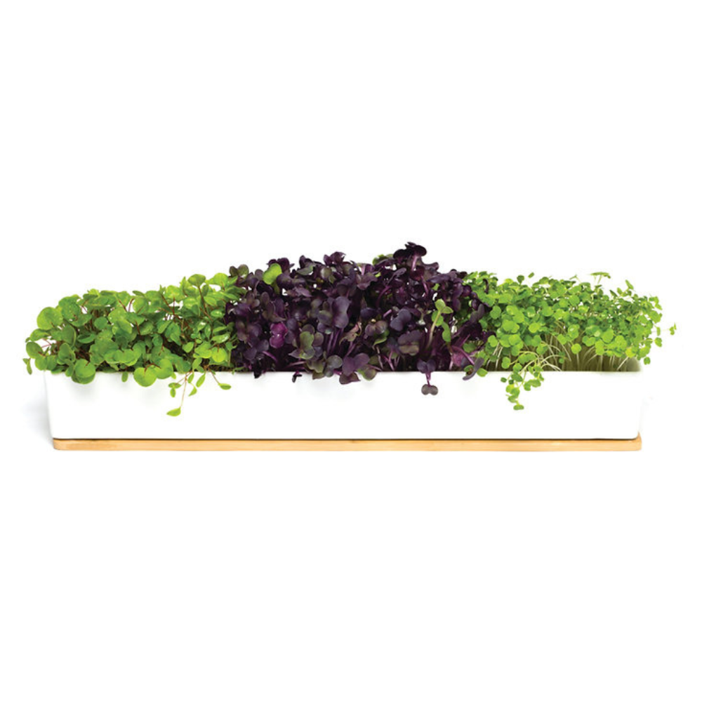 Urban Greens Co Windowsill Grow Kit Microgreens Lifestyle | Merchants Homewares