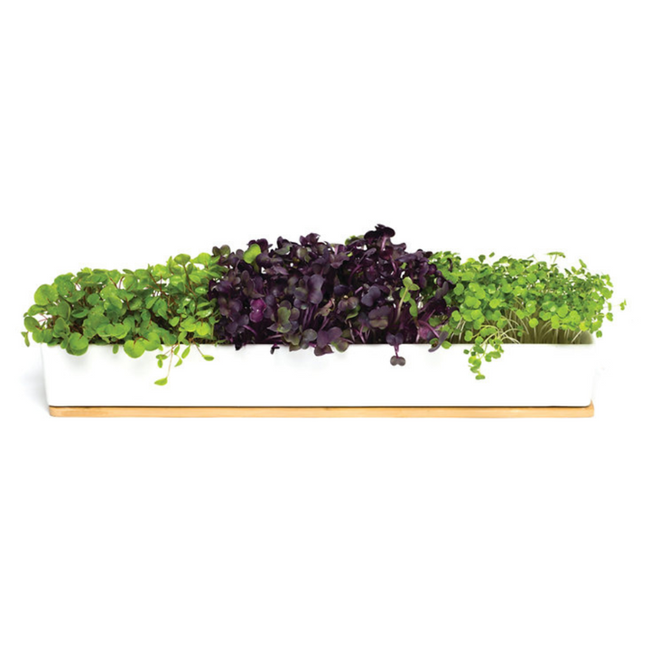 Urban Greens Co Windowsill Grow Kit Microgreens Lifestyle | Merchants Homewares