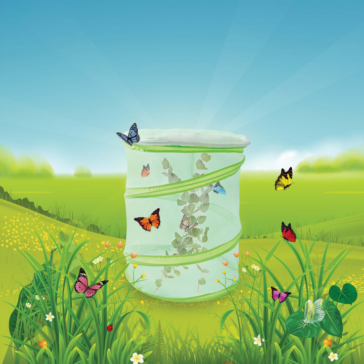 Discovery Zone Butterfly Study Set Green Lifestyle | Merchants Homewares