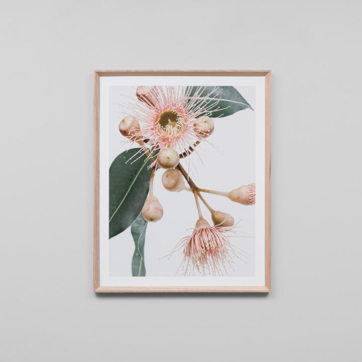 Warranbrooke | Eucalyptus Flower 1